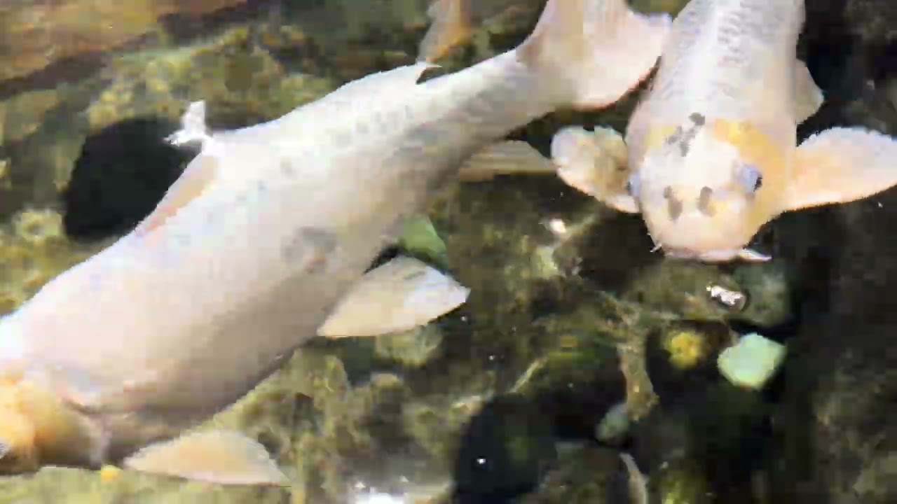 Koi Fish at Norcal Aquarium & Wildlife in Folsom 