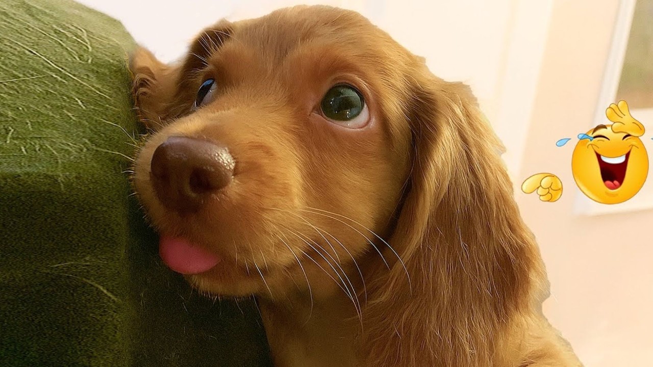The Funniest Dog Videos This Year That Broke The Internet 🐶🔥