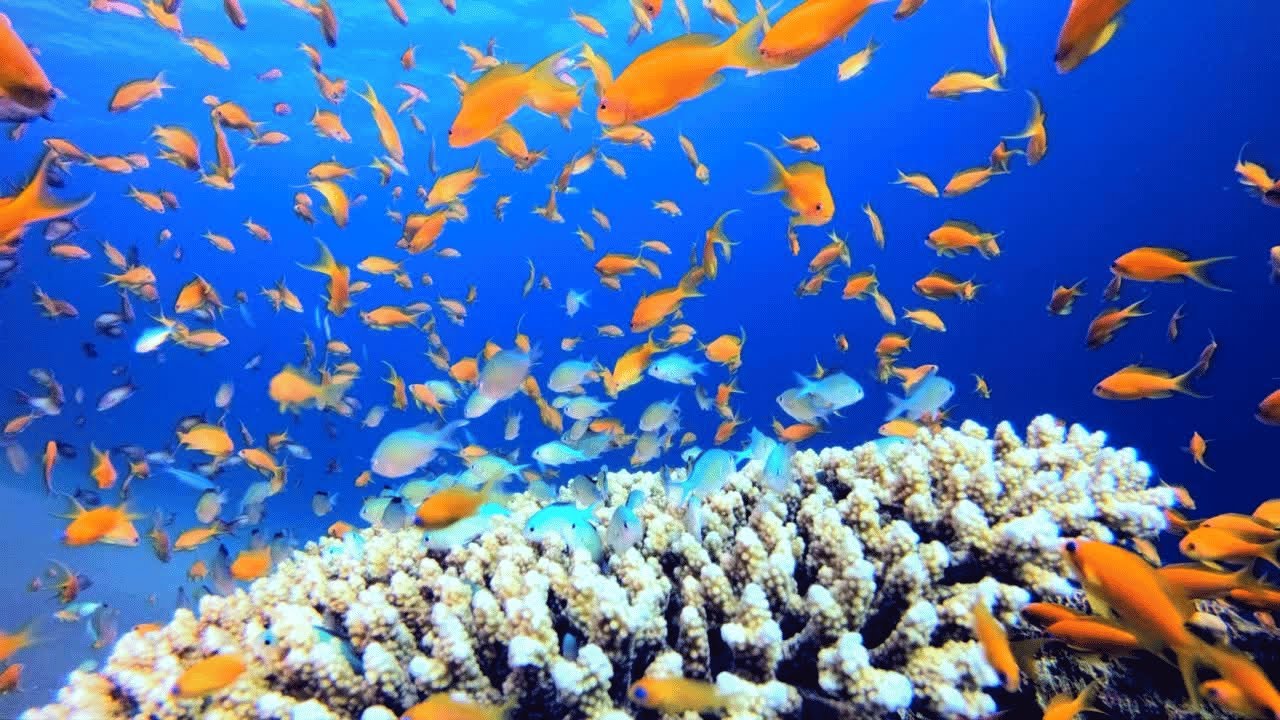 8 Hours Underwater Sounds for Sleep | Relaxing Ocean Ambience with Marine Life & Nature
