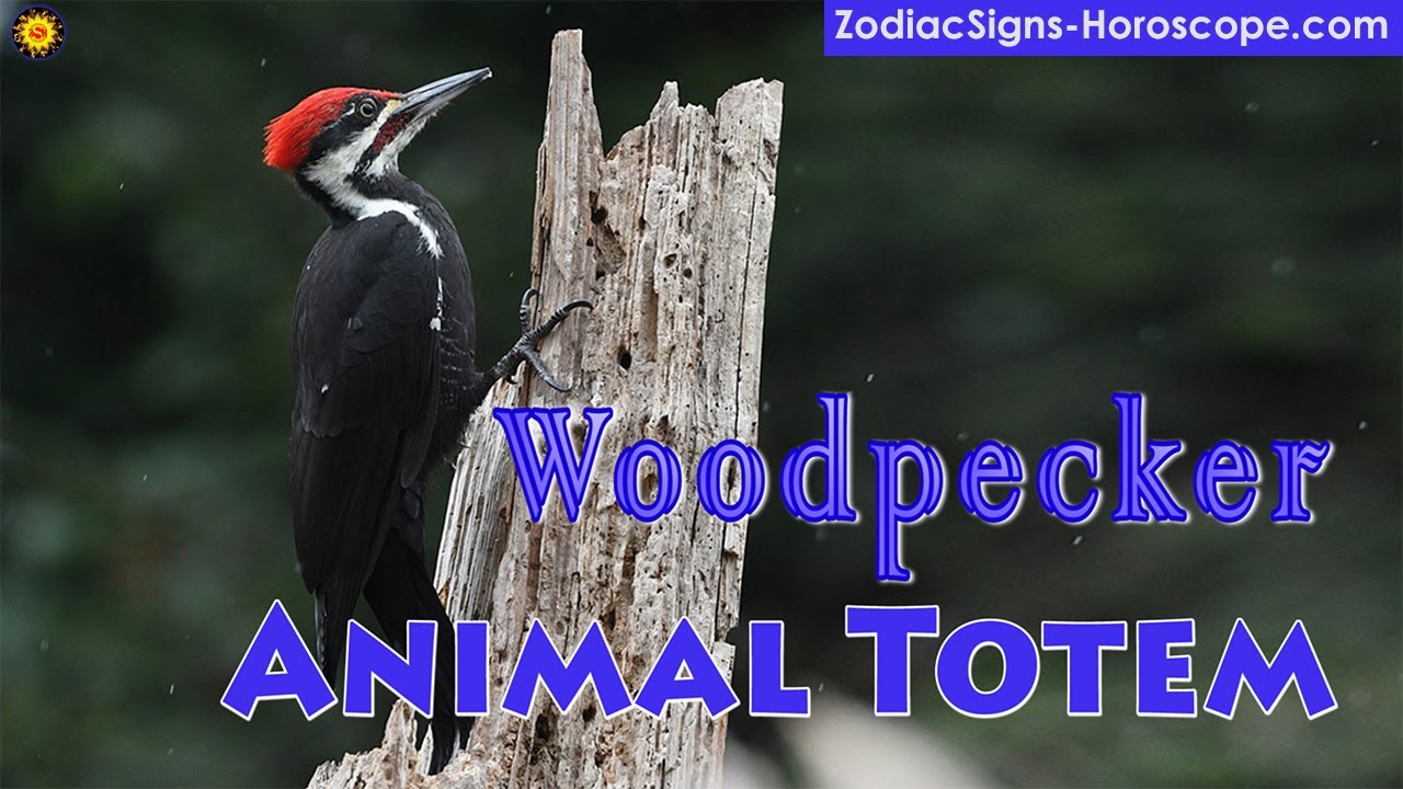 Woodpecker Animal Totem - Woodpecker Spirit Animal Meaning, Symbolism, Dream of the Woodpecker Totem