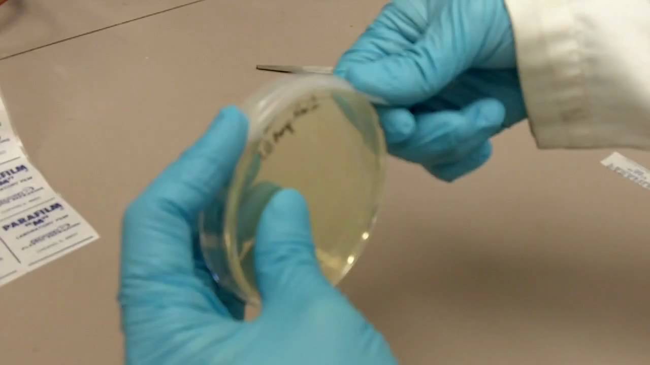 How to Use Parafilm with Agar Plates
