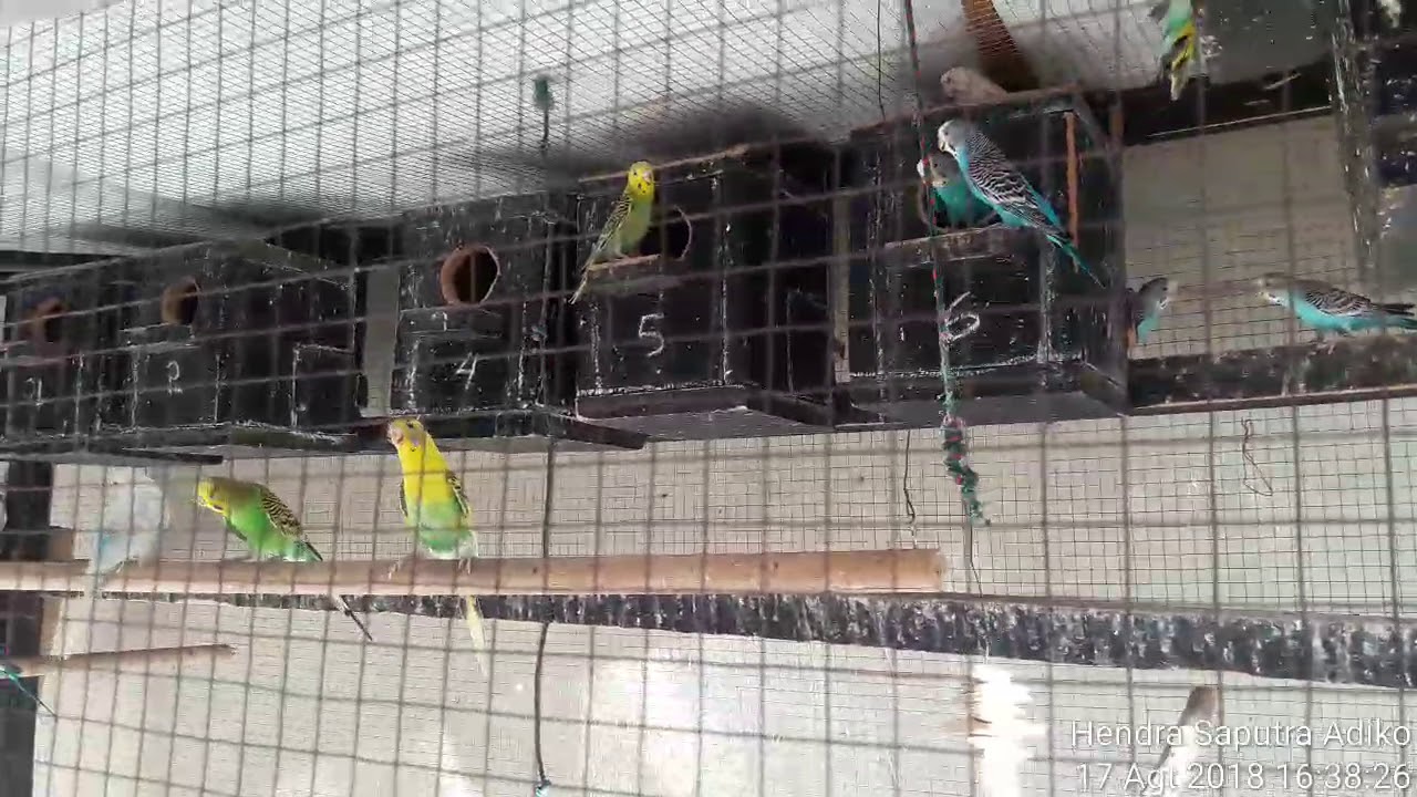 Ternak Parkit Bagi Pemula. Panen anakan sampai 7 ekor dalam satu Glodok diloloh sama indukan