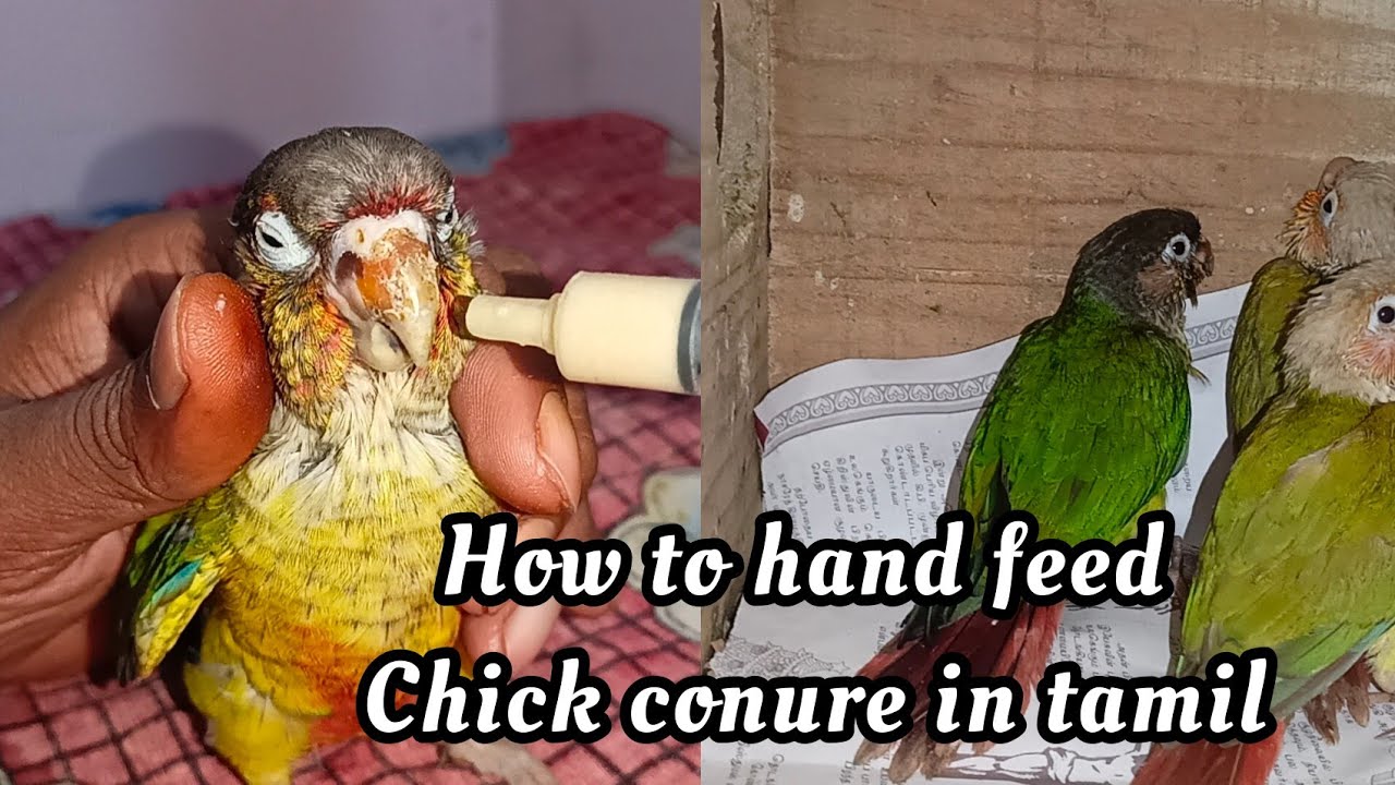 Small conure chicks hand feeding/Food and caring for small conure chicks/ Tips for hand feeding