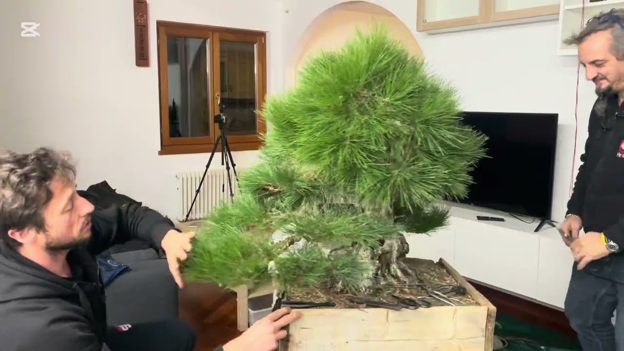Japanese black pine from Koukaen, second part😎
