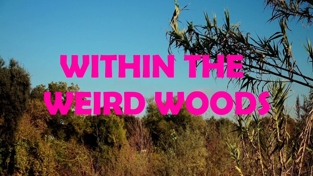 WITHIN THE WEIRD WOODS | ACEVEDO VIDEO STORE