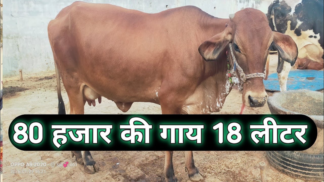 Kanha Dairy Farm ki sabse Best Gaya ll जिसकी कीमत अभी तक सब से ज्यादा 