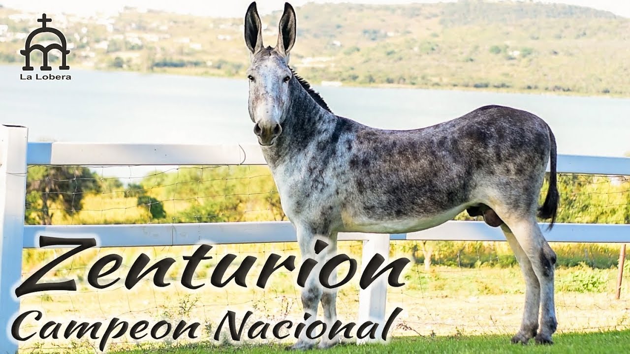 Burros y Mulas La Lobera - Zenturion el Campeón Nacional