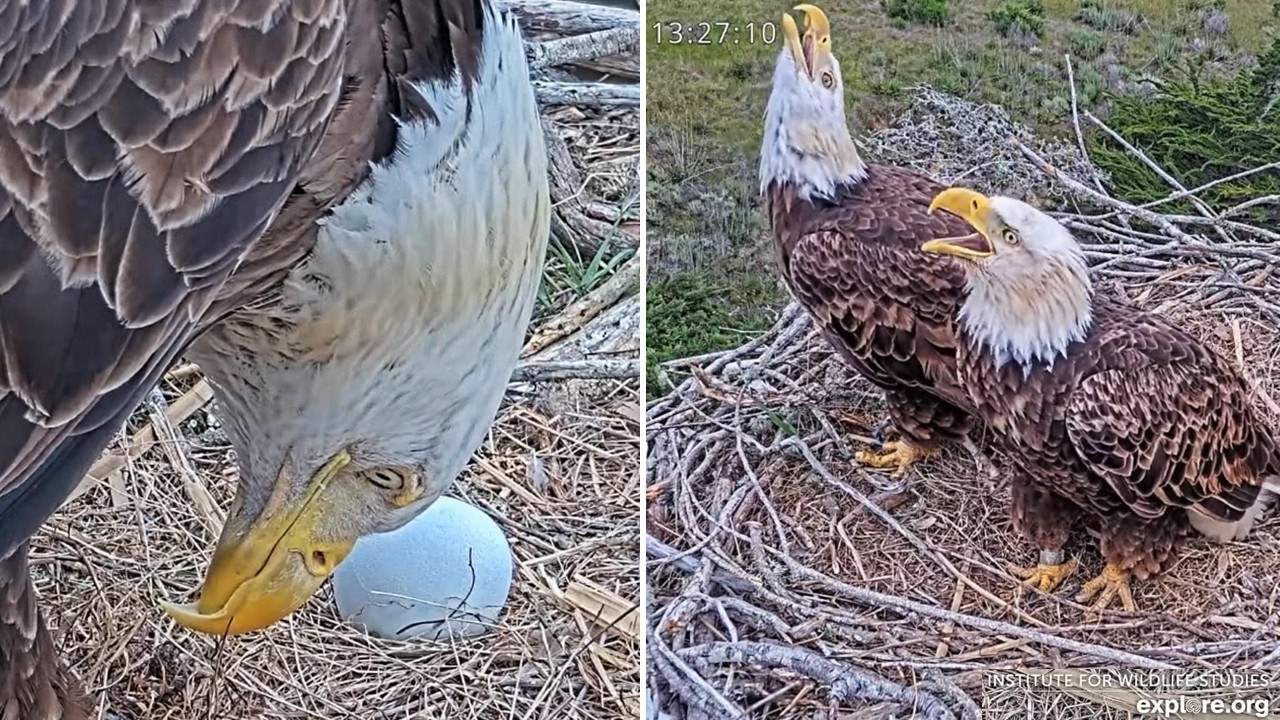 Sauces Eagles🦅Audacity Lays 1st Egg, 2nd Clutch🥚It Breaks💔She & Jak Try Again💞explore | 2026 Mar 10