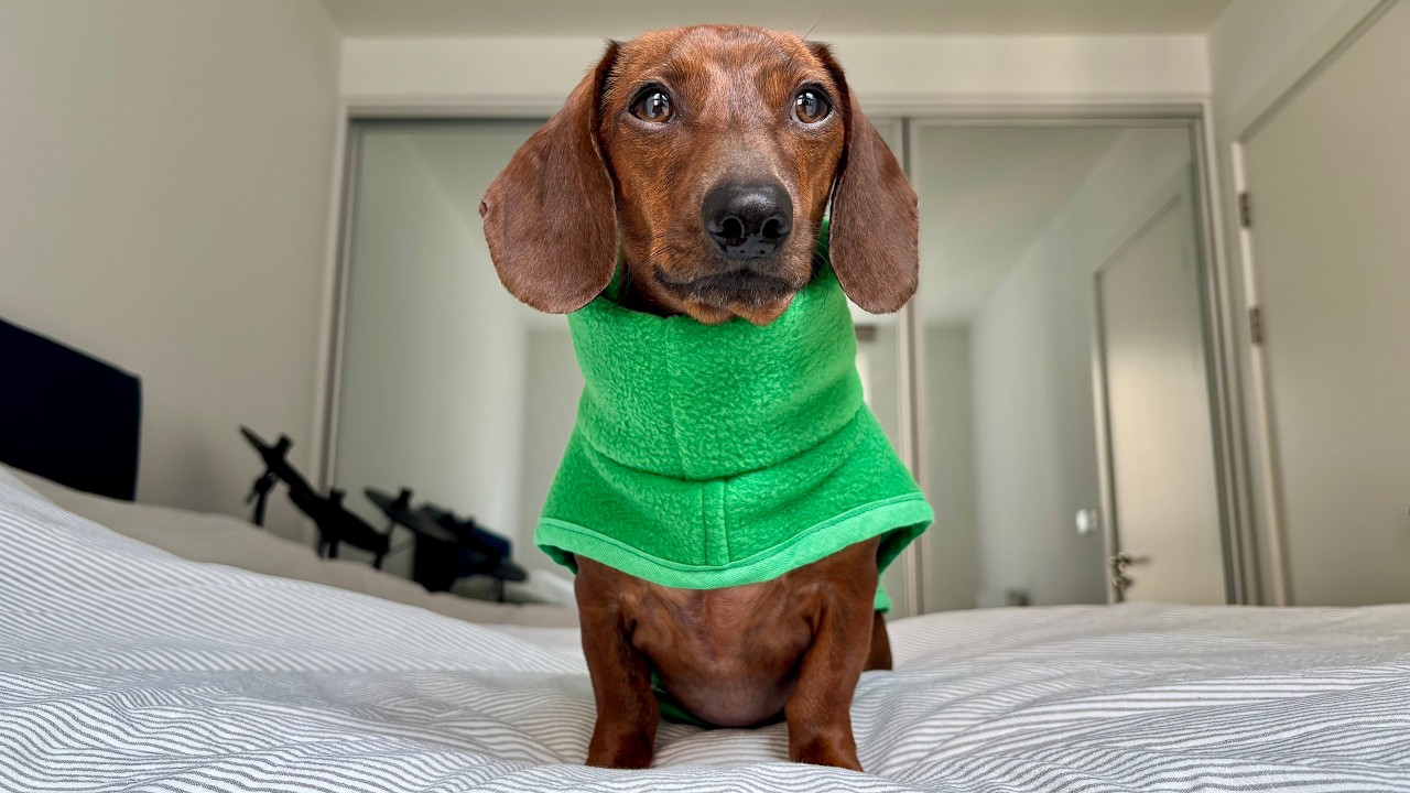 Mini dachshund goes green for St. Patrick's Day! ☘️