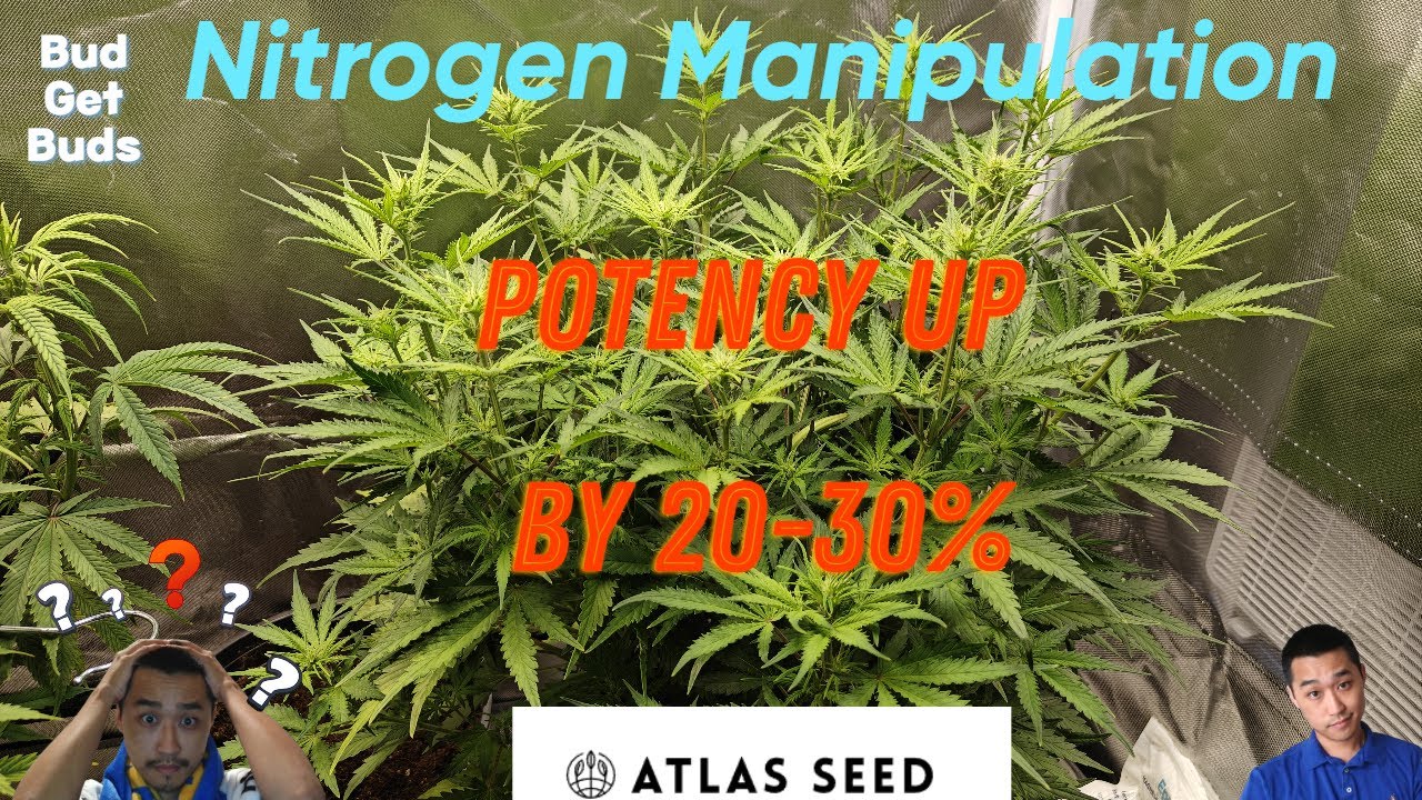 Cannabis Science! Why are your plants yellow? Optimizing Nitrogen Use!! Yield vs Potency.