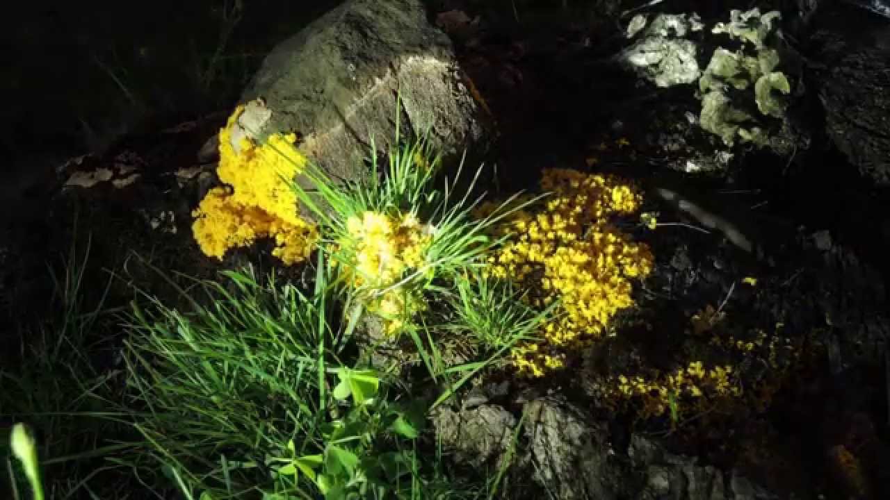 Time Lapse: Slime mold: Giant Amoeba Engulfs Rock: Myxamoeba with flagellate update
