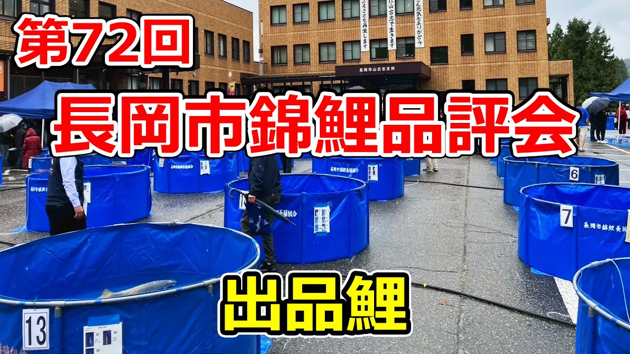 【全部撮る！】第72回長岡市錦鯉品評会【受賞鯉】