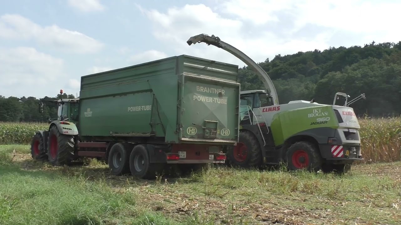 Class Jaguar 960  mit Orbis 750 10 reihig unterwegs im Mais in der Gegend von Hainersdorf  Ilz und d