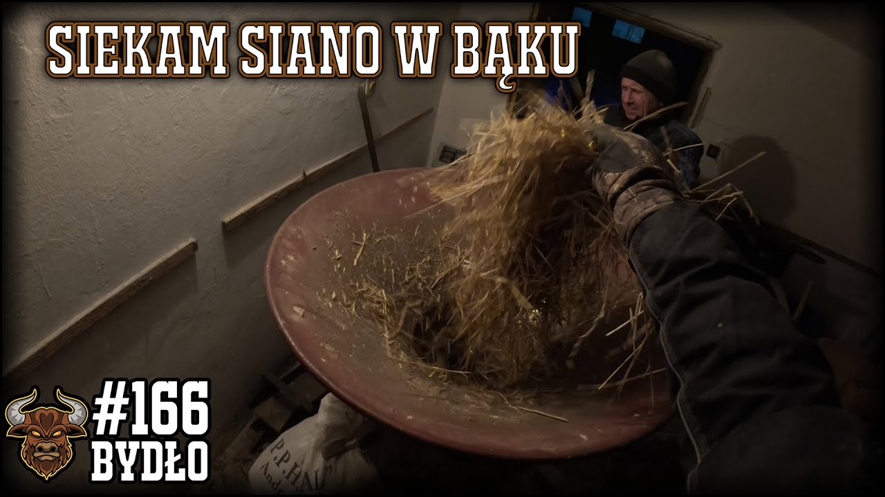 #166 Bydło opasowe - Próba siekania siana śrutownikiem BĄK - suchy TMR. -14°C i zamarznięte poidła