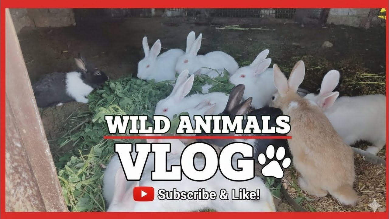 Rabbit ko kaun si gas dalni chahie Hindi mein jankari rabbit khargosh farming wild animals vlog post