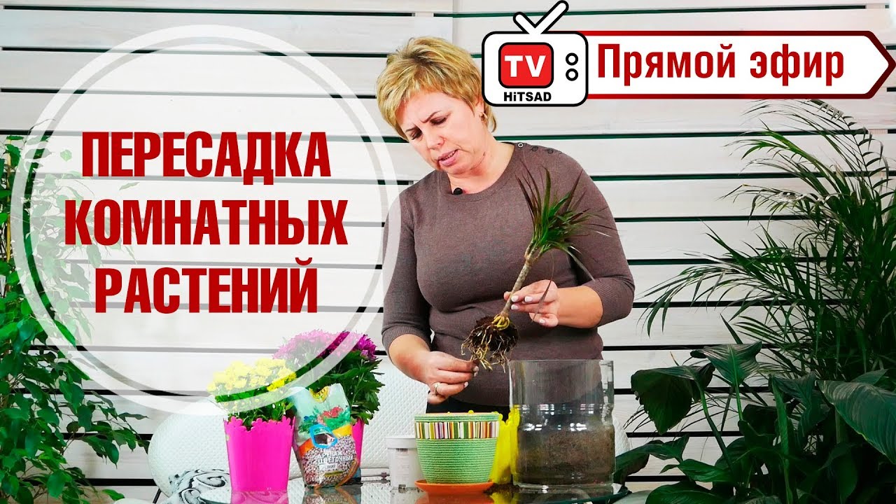 Пересадка комнатных растений в прямом эфире 🌺 Драцена 🌺 Мастер класс