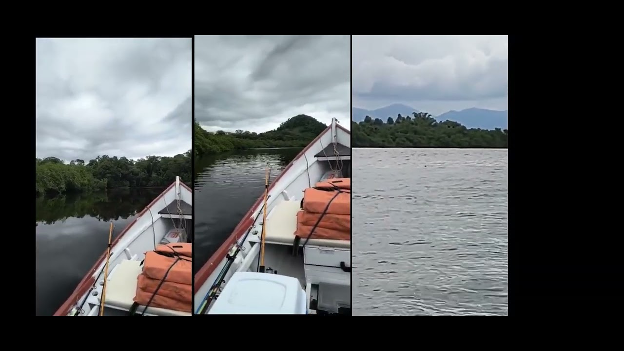 Toninhas ou Golfinhos , Rio Paranaguamirim - JOINVILLE - rolê