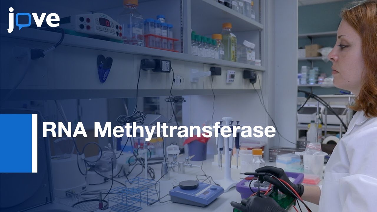 RNA Methyltransferase Activity Analysis by Antibody-Free Assay | Protocol Preview