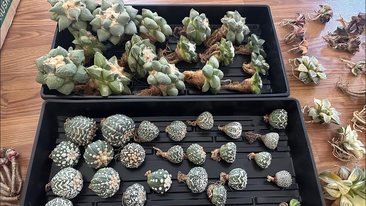 5/24/24 Astrophytum & Ariocarpus Viet Nam imported 1st time ❤️🌵😊 Haworthia variegated