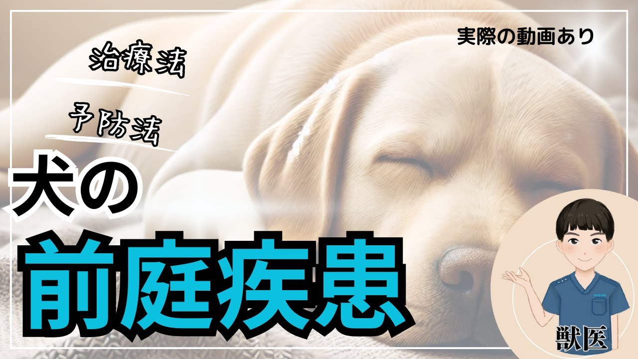 【前庭疾患】獣医が犬の前庭疾患を解説