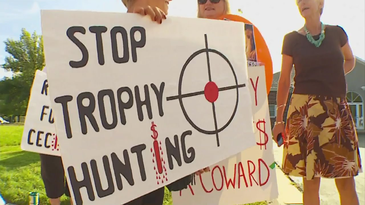 Dentist Who Killed Cecil The Lion Returns To Work