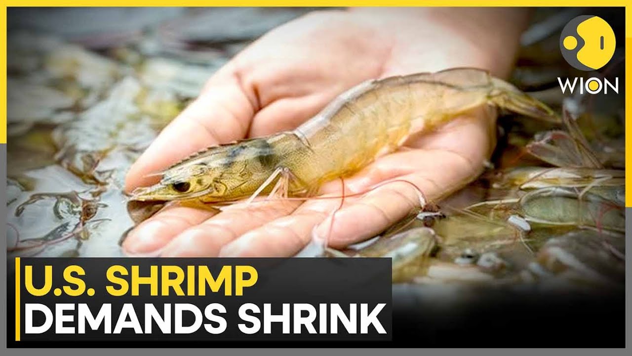 U.S. Shrimp Demand Falters Amid Rising Prices and Surging Imports | WION