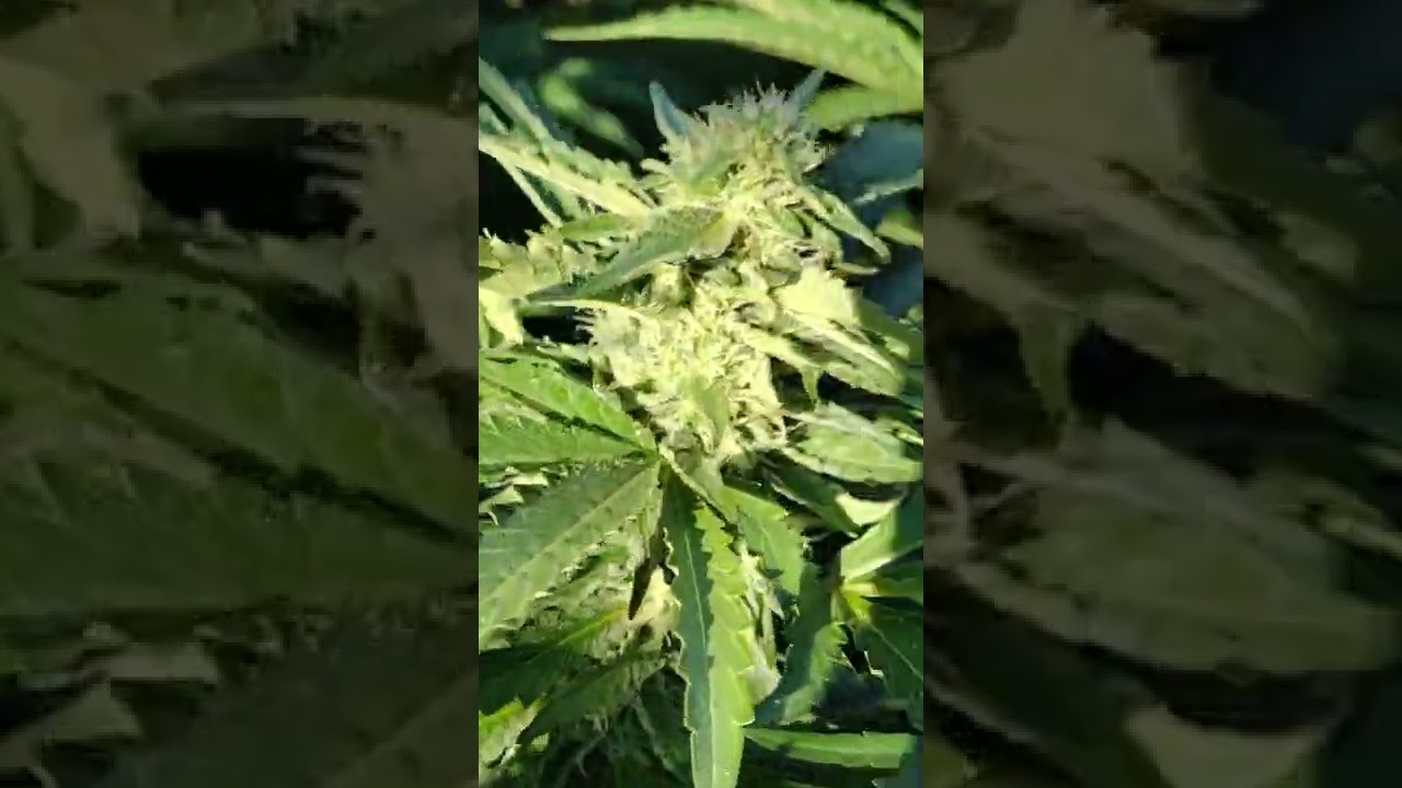 blueberry muffin bubba &times; ethos cookies #16
