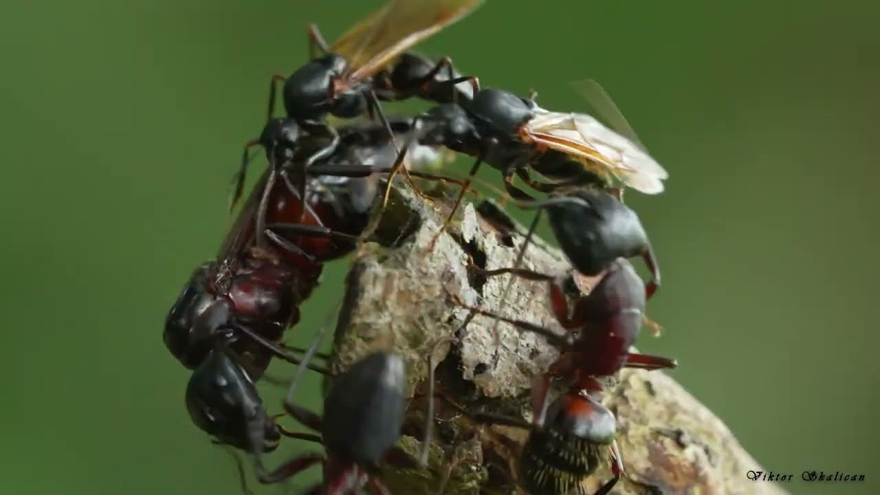 Rojenie n&aacute;&scaron;ho najv&auml;č&scaron;ieho mravca Camponotus ligniperda
