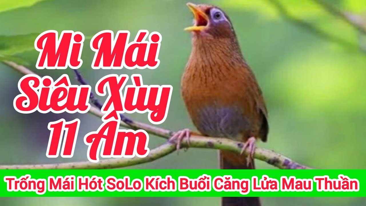 Mái Xùy 30 Phút Liên tục Rên Rỉ Kích trống Hót Căng Lửa Cả Ngày #longhoamichien 