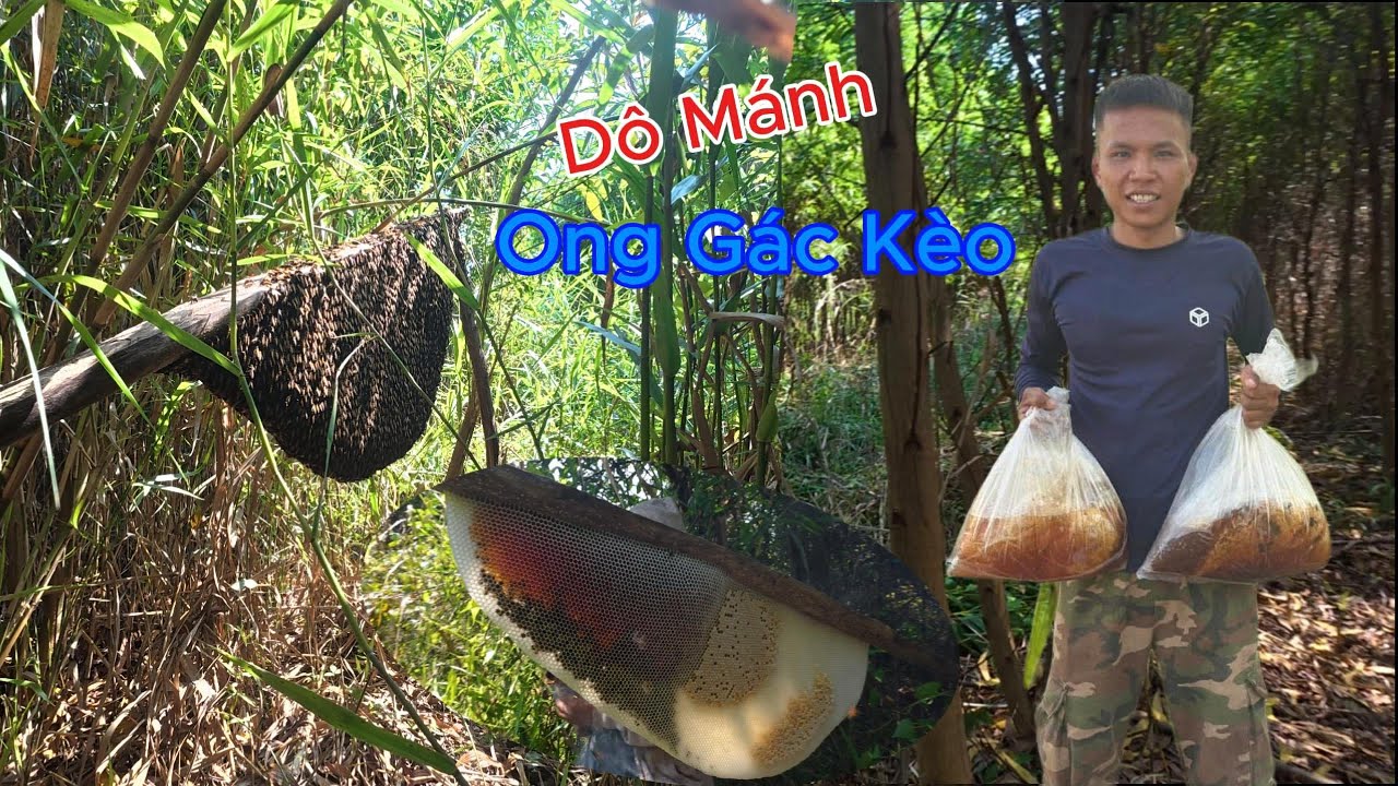 Đi Sâu Vào Rừng Già Lấy Những Tổ Ong Mật Gác Kèo 