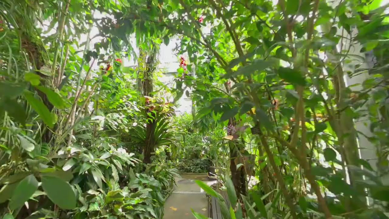Botanischer Garten der Universit&auml;t Basel-Schweiz VR1803D