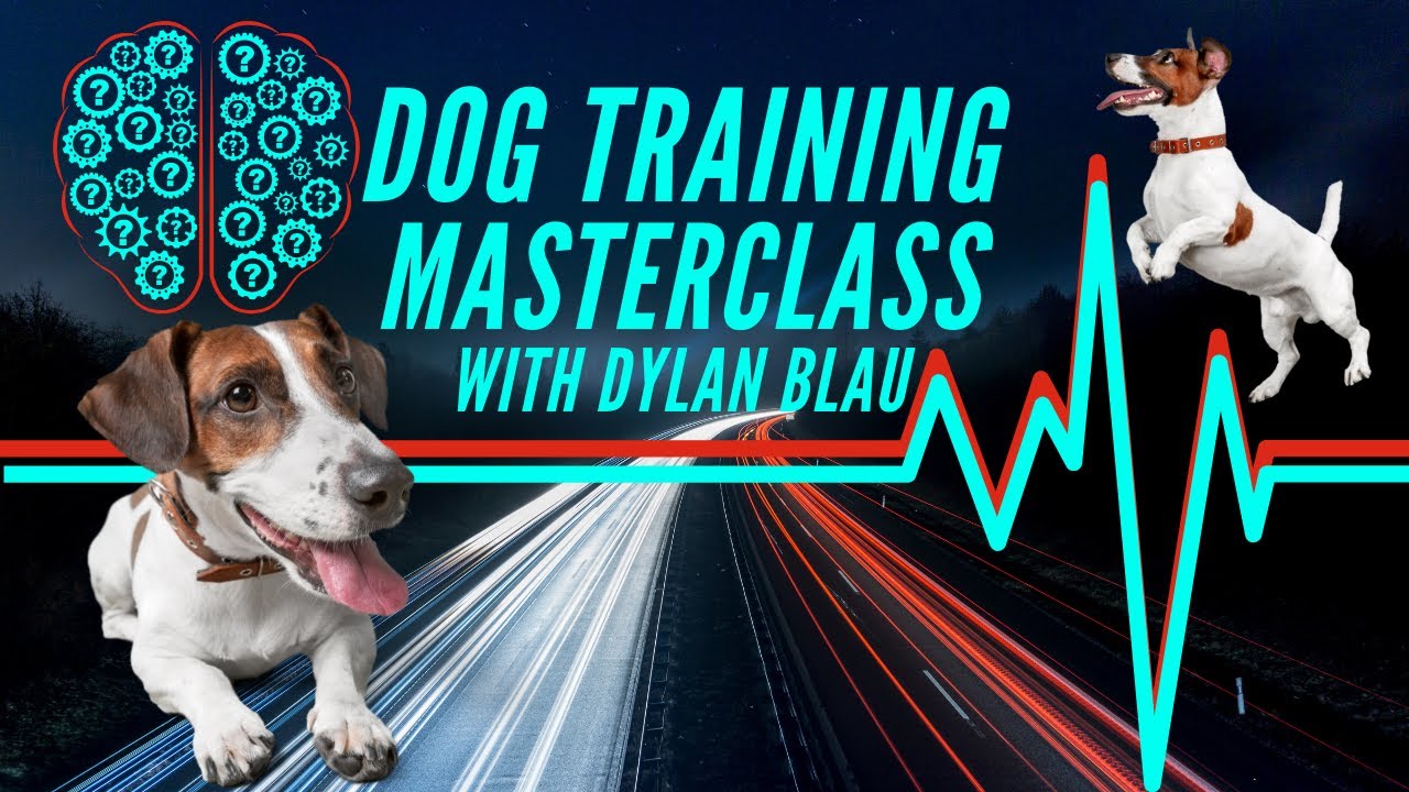 Q & A ON THE SPOT DOG TRAINING HELP / MASTERCLASS DOG TRAINING WITH DYLAN BLAU