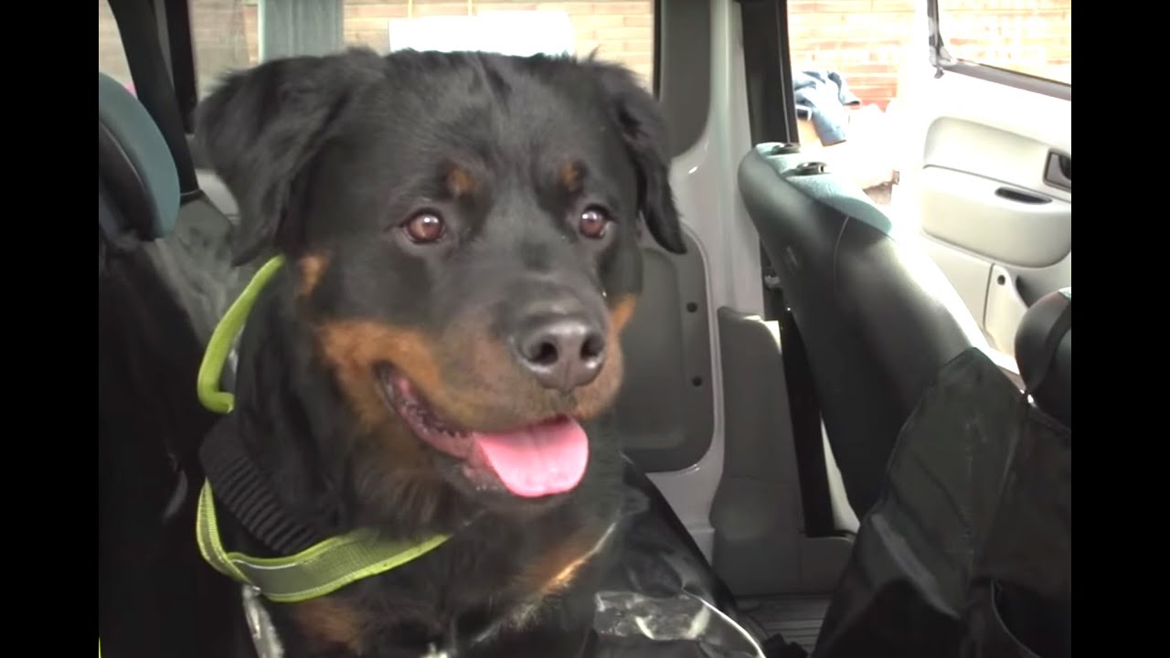 PERROS - ¿Cómo viajar con el perro en el coche? Especial perros medianos y grandes