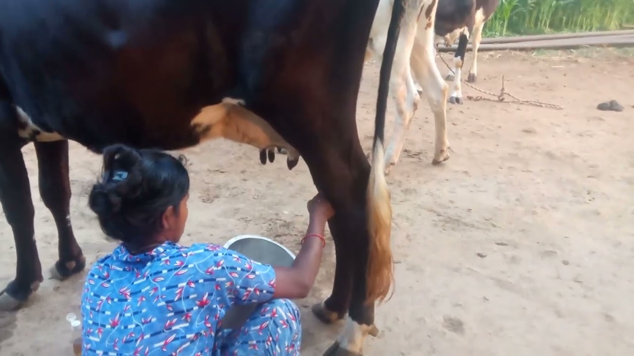 பால் கறக்கும் ஒரு காட்சி 🐂🐄🥛#farming #agriparadise #cowmilk #shortsfeed 