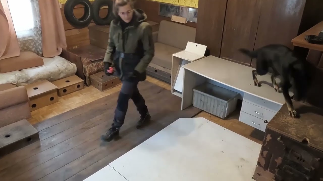 Dakota vom Peiner Burgpark - 14 Monate alt
