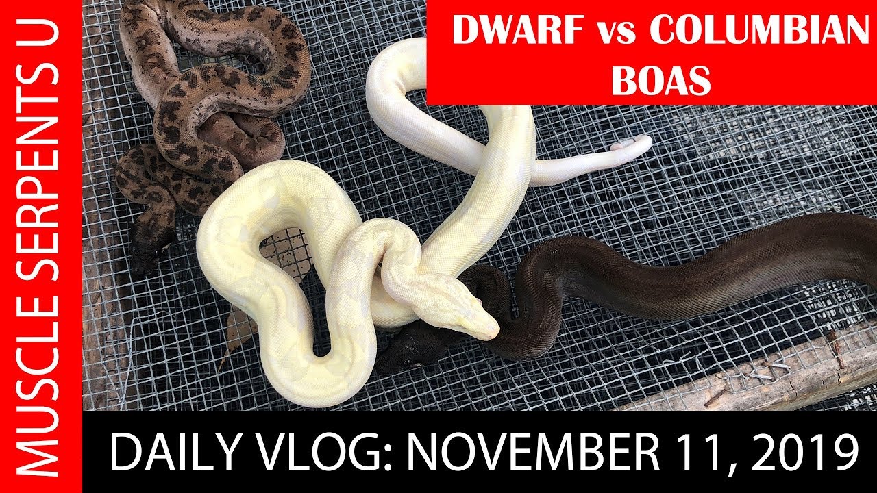 DWARF BOAS vs COLUMBIAN BOAS! November 11, 2019