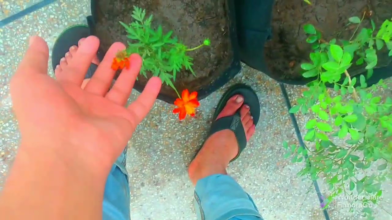 Planting new plants     #gardenshorts #greenerearth #rooftopgarden #rooftop #sunset #vibes #viral