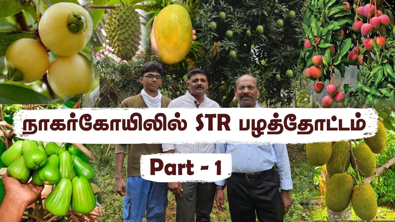 🍍 Exotic Fruits தமிழரின் பெருமை! 🌿Nagercoil STR பழத்தோட்டம் -  A Blend of Nature and Heritage ✨