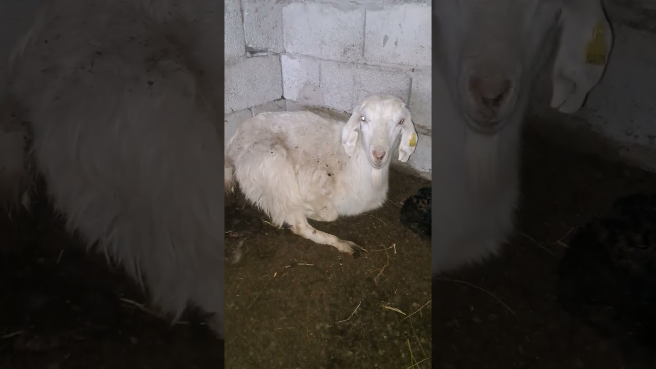 Ауыл тіршілігі. Ешкілер төлдеп бастады