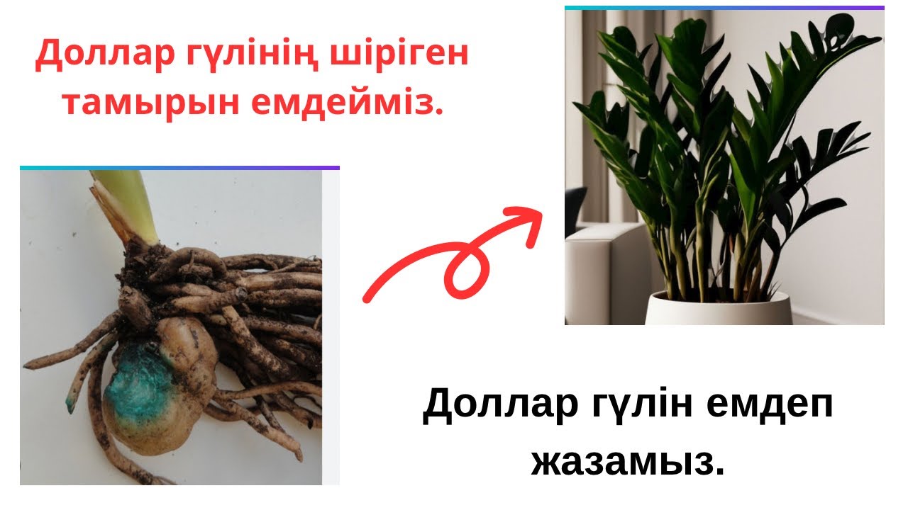 Доллар гүлінің картошкасы жоқ болса не істейміз?Картошкасы жоқ доллар гули