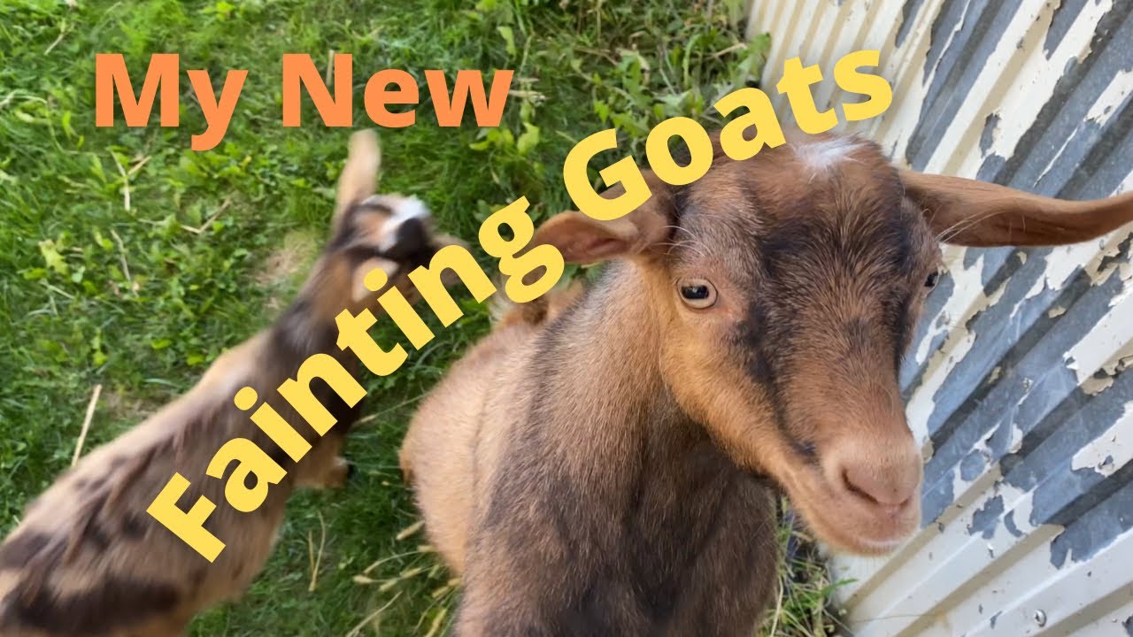 FarmTales and Fainting Goats