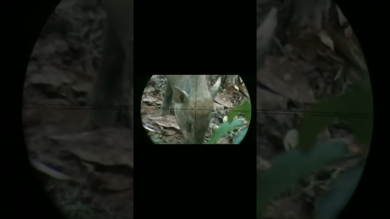 gerombolan babi hutan menyerang#shorts #wildboar #celeng #babi #birds #hunting