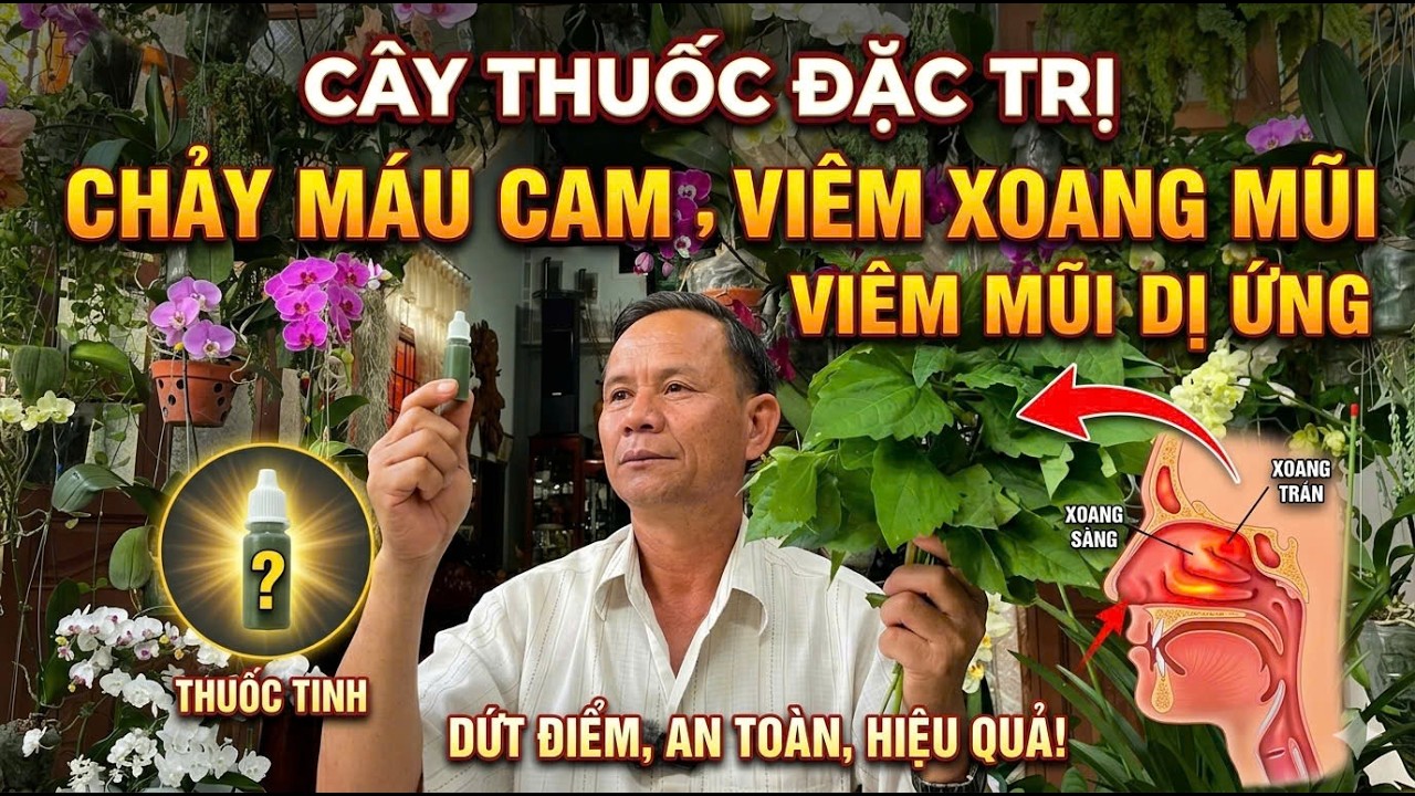 bài thuốc đặc trị chảy máu cam , viêm xoang mũi , viêm mũi dị ứng cực kì hiệu quả