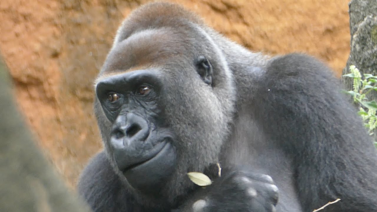 ゴリラとごはん　上野動物園　ニシゴリラ(Gorilla,Orautatan,Chimpanzee,Animal,Zoo)