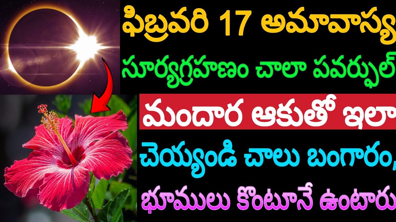 ఫిబ్రవరి 17 అమావాస్య,సూర్యగ్రహణం చాలా పవర్ఫుల్ మందార ఆకుతో ఇలా చేయండి చాలు బంగారం,భూములు కొంటూనే..