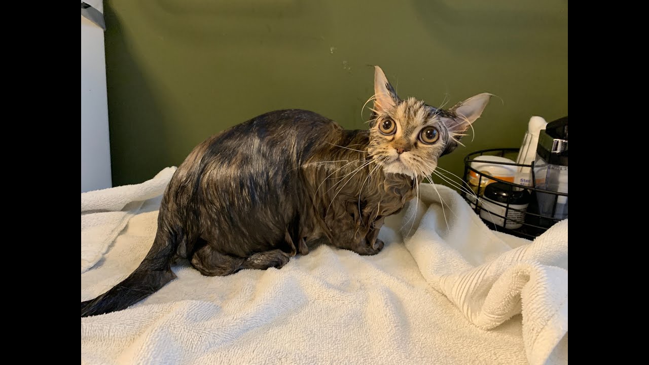 Persian Kitten Gets Her First Bath