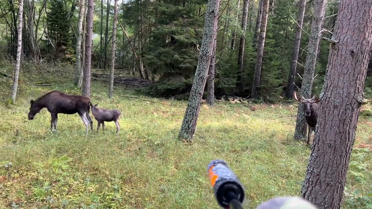 Familjen älg på 7 meter.