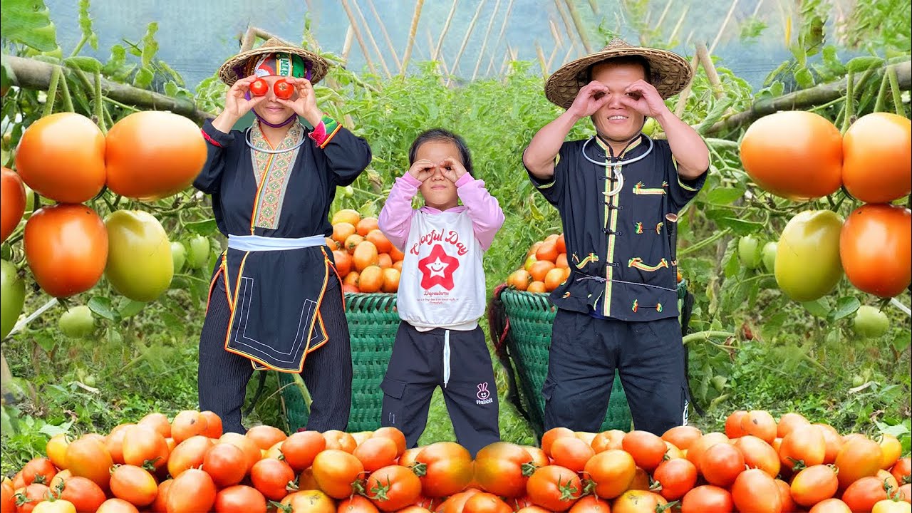 Dwarf family harvesting tomatoes to sell at the market and bought cakes for HAN | Harvesting joy