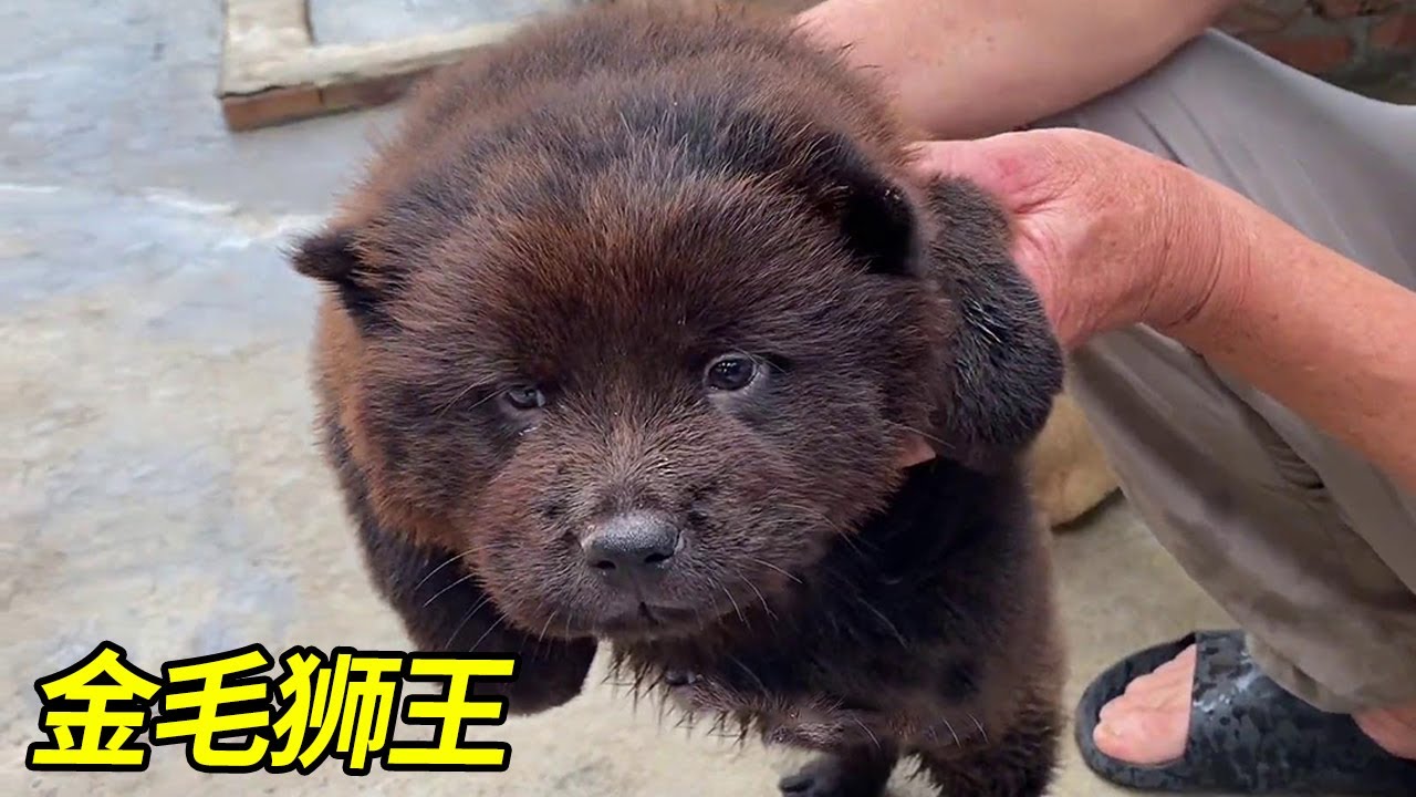 一条五黑犬，谁料养了一段时间后，竟然变成了金毛狮王！ #五黑犬#梁风有信