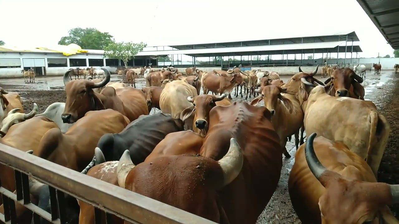 Indian Gir Cow Eating Cabbage GiveMilk & Cow's Loud Voice VillageLife in Gujarat #sureshpurohit8536